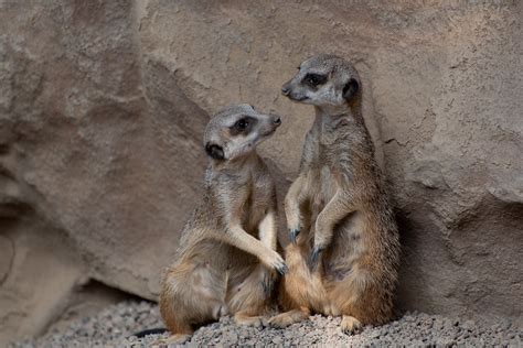 Erdmännchen Zoo Luxemburg Kostenloses Foto Auf Pixabay