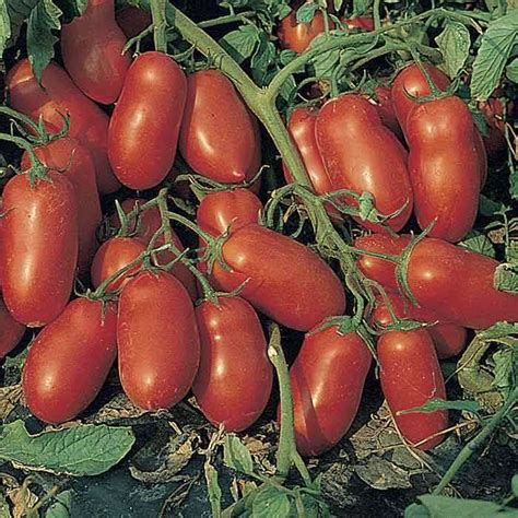 10 Best Tomato Varieties To Grow