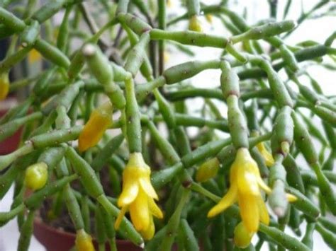 Drunkard's dream also known as dancing bones cactus. Hatiora salicornioides - Dancing Bones Cactus