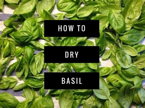 Hometown drying flowers in microwave. How to Dry Basil - Gardening Channel