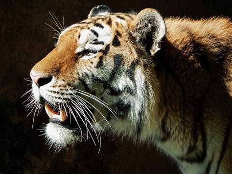Fotos Gratis Animal Fauna Silvestre Salvaje Zoo Gato De Cerca