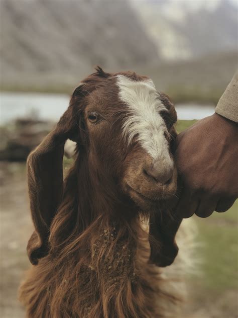 Goat People Photos Download The Best Free Goat People Stock Photos