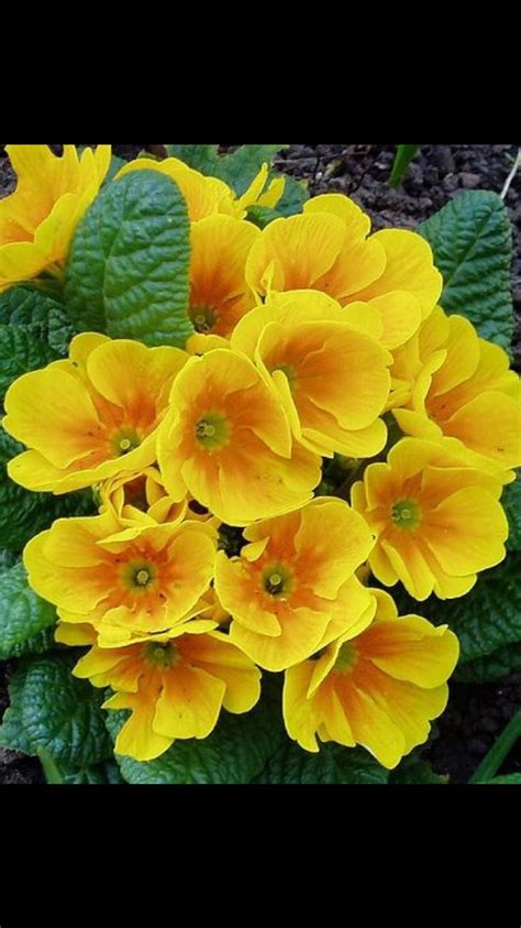 February Flower Yellow Flowers Names Beautiful Flowers