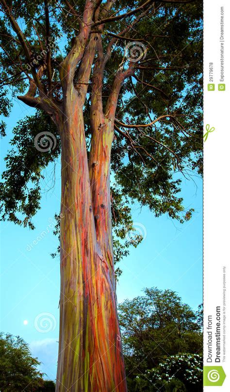 Hawaiian Rainbow Eucalyptus Tree Stock Photo Image Of