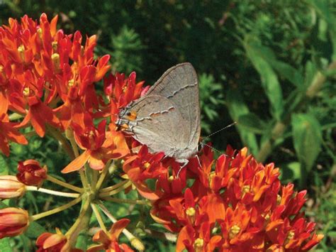 Marthas Vineyard Naturalists Catalog Mid Summer Butterflies The