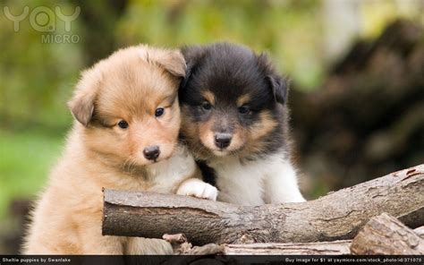Funny Puppies Wallpapers Wallpaper Cave
