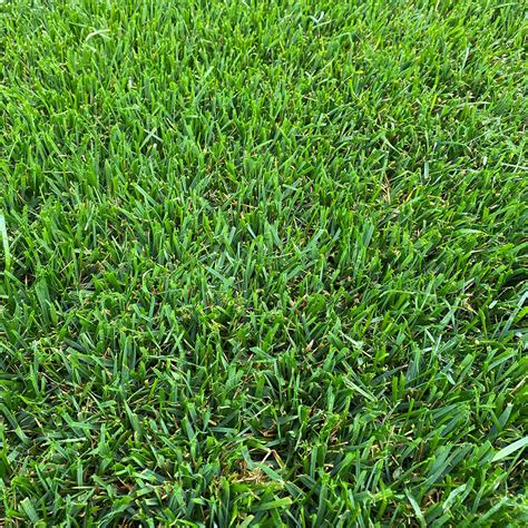 Colorados Tall Fescue Graffs Turf