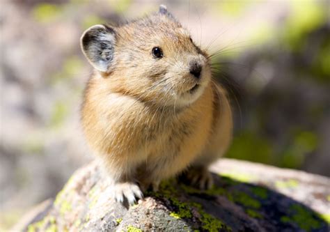 Fearless Pika Near American Lake By Chris Lascell On 500px American