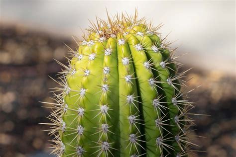 Torch Cactus - Sunnylands Art Garden