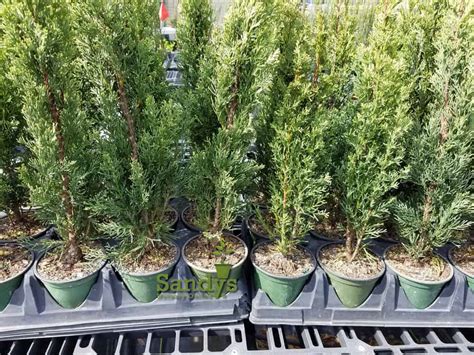 Italian Cypress Evergreen Tree 4 Inch Pot Sandys Nursery Online