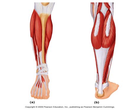 It is large and flat, named soleus due to its resemblance there are four muscles in the deep compartment of the posterior leg. Lower Leg Muscles