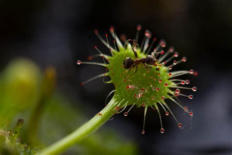 What plants do cutworms eat. Pacific Spirit Park Society Events: Camosun Bog Sundews ...