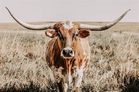 Longhorn Cow Print Or Longhorn Canvas Print Western Home Etsy Cow Wall Art Cow Wallpaper