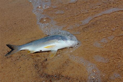 Dead Fish Free Photo Download Freeimages
