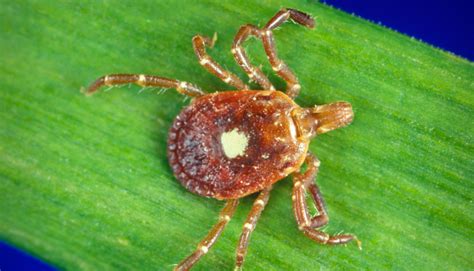 Ticks That Cause Red Meat Allergy Are Spreading Across The Us Health
