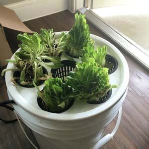 This is a great starter system. How To Build A DIY Aeroponics System - 18 Easy DIY ...