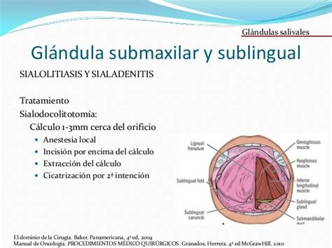 Glándulas Salivales Embriología Anatomía Y Fisiología De Glándulas
