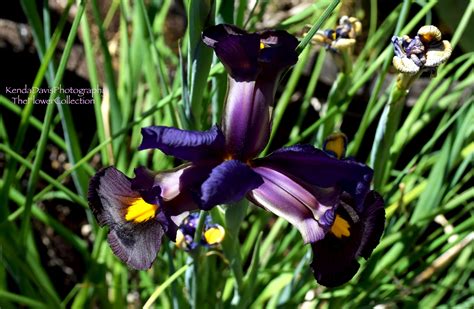 Did you scroll all this way to get facts about iris flower drawing? Dutch Iris #kendadavisphotographytheflowercollection # ...