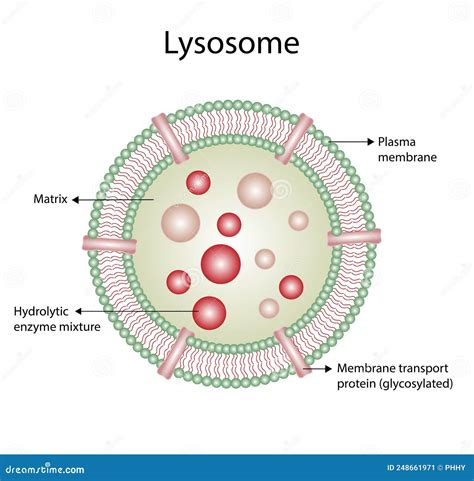 Anatomical Structure Of Lysosome Vector Illustration Stock Vector