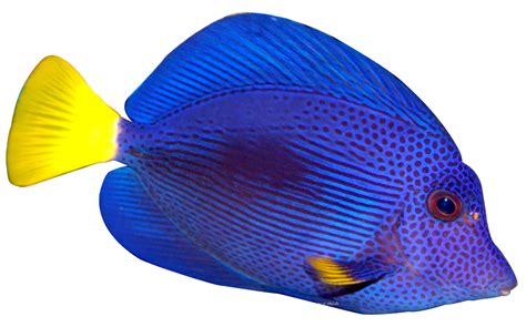 Tropical Fish Png Clip Art Library