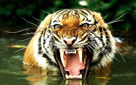 Tigre de Bengala Características que comen donde viven