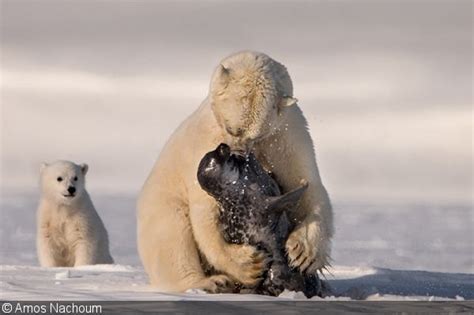 Photographing Polar Bears With Amos Nachoum