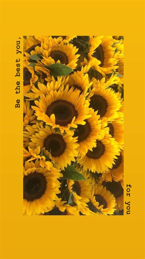 Aesthetic Wallpapers Yellow Sunflower