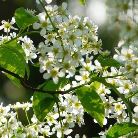 Prunus Wild Black Cherry Vincent Gardens