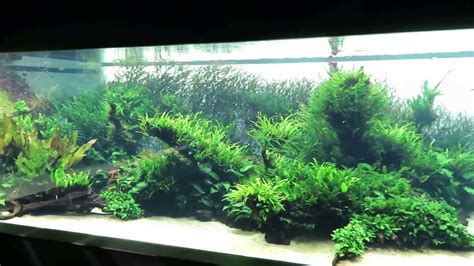 The iwagumi layout is one of the most challenging aquascaping styles out there. Aqua scape Takashi Amano Lisboa, Lissabon. - YouTube