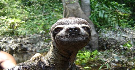Bathed Sloth Sloths