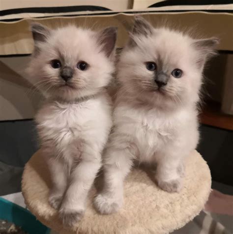 Purebred Ragdoll Kittens for Sale