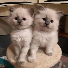 Huntsville Craigslist Pets Kittens