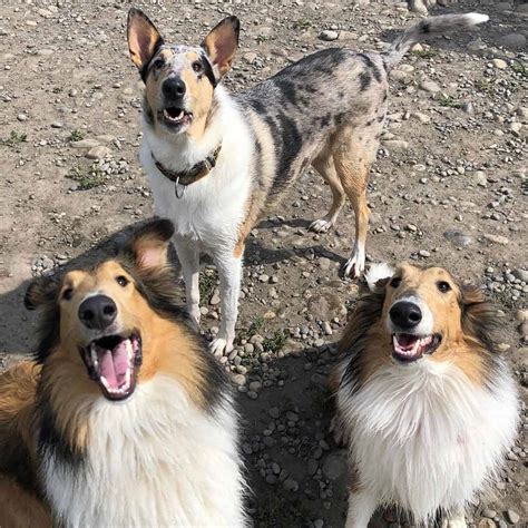 Collie Vs Border Collie Which Is The Right Shepherd Dog For You
