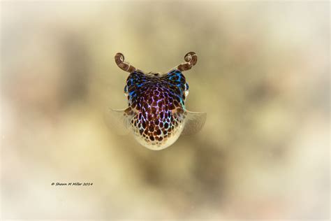 Bobtail Squid Eumandya Parva Okinawa Japan Bobtail Squ Flickr