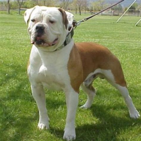 American Bulldog Johnson Type Pets Pinterest American Bulldog