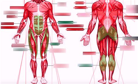 Right Side Of Body Anatomy