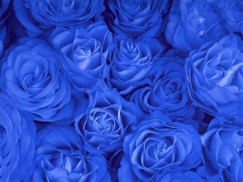 34 Best Images About Beautiful Blue Rose On Pinterest Blue And White
