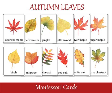 Fall Leaf Names