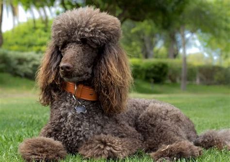 Top 250 Nostalgic French Male Poodle Names Of The Year 2022
