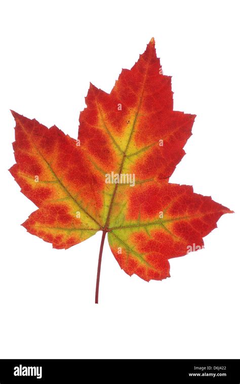 Maple Leaf Hi Res Stock Photography And Images Alamy