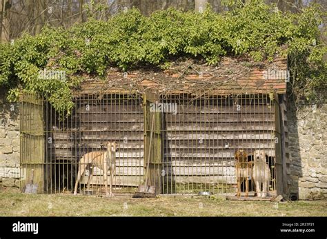 Guard Dogs In Kennels England Kennel Keeping Stock Photo Alamy