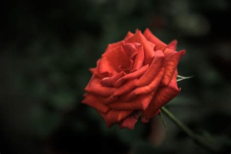 Red Rose Flower In Focus Photography · Free Stock Photo