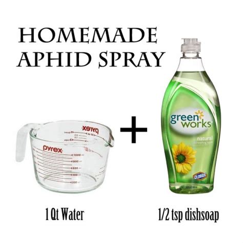 Homemade Aphid Spray