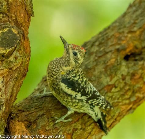 Yellow Bellied Sapsucker Woodpecker Welcome To
