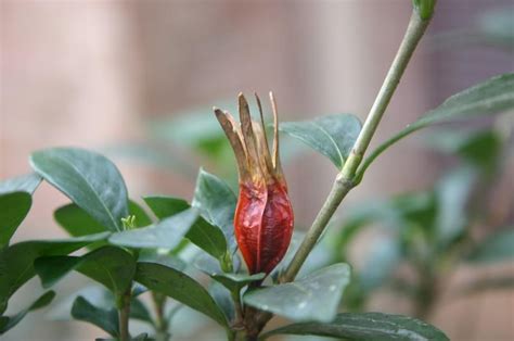 This can be anything, just choose two you like. Grow gardenias from seed | Gardenia plant, Growing ...