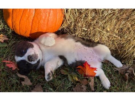 Use the search tool below and browse adoptable corgis! Litter of pretty Pembroke Welsh Corgi puppies in Nashville ...