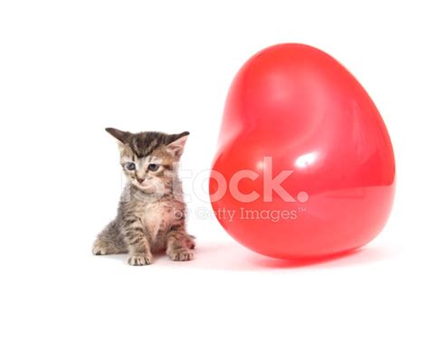 Kitten And Red Balloon Stock Photo Royalty Free FreeImages