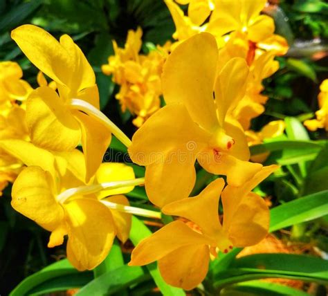 Tipo di vaso di fiori. Fiore Giallo Simile All Orchidea - Fascio lutto - Fiori ...