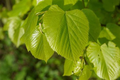 Linden Tree Tips For Growing And Caring Plantura