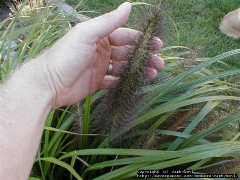 Is fountain grass an invasive species? PlantFiles Pictures: Black Fountain Grass 'Moudry ...